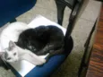 Docinho