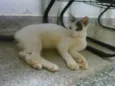 Docinho