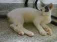 Docinho
