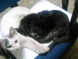 Gato raça srd idade 2 a 6 meses nome Docinho