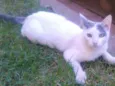 Docinho