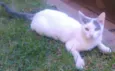 Docinho