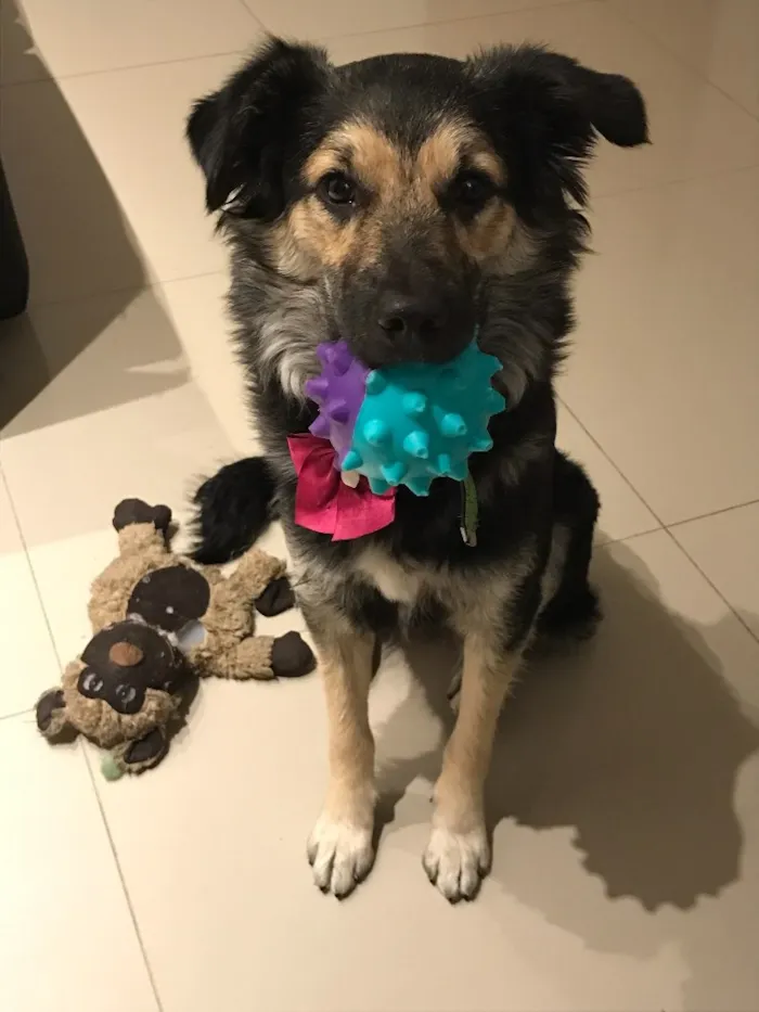 Cachorro ra a Sem raça definida  idade 1 ano nome Aysha 