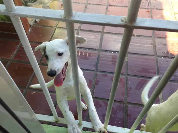 Cachorro ra a Mistura labrador e vira-lata  idade 7 a 11 meses nome Bento e chocolate 