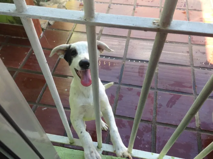 Cachorro ra a Mistura labrador e vira-lata  idade 7 a 11 meses nome Bento e chocolate 
