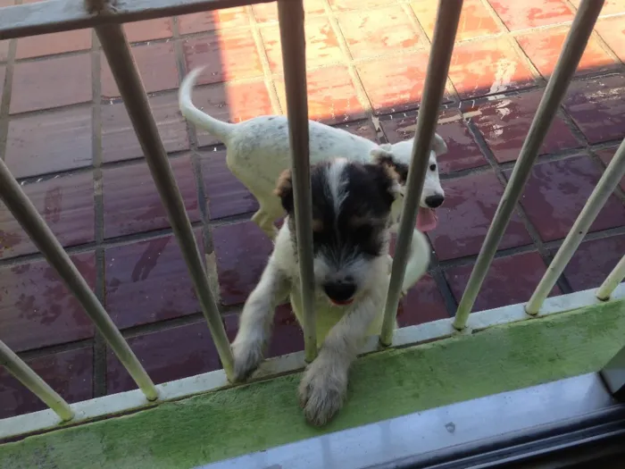 Cachorro ra a Mistura labrador e vira-lata  idade 7 a 11 meses nome Bento e chocolate 
