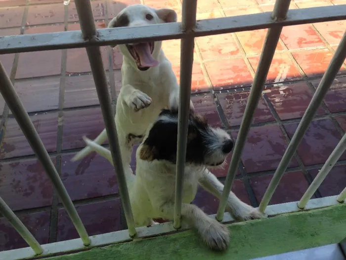Cachorro ra a Mistura labrador e vira-lata  idade 7 a 11 meses nome Bento e chocolate 