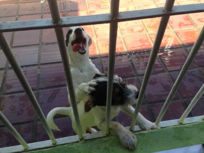Cachorro ra a Mistura labrador e vira-lata  idade 7 a 11 meses nome Bento e chocolate 