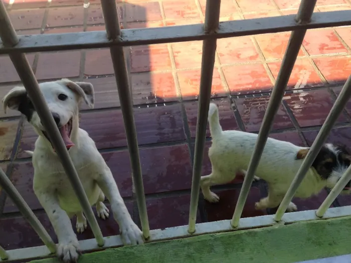 Cachorro ra a Mistura labrador e vira-lata  idade 7 a 11 meses nome Bento e chocolate 