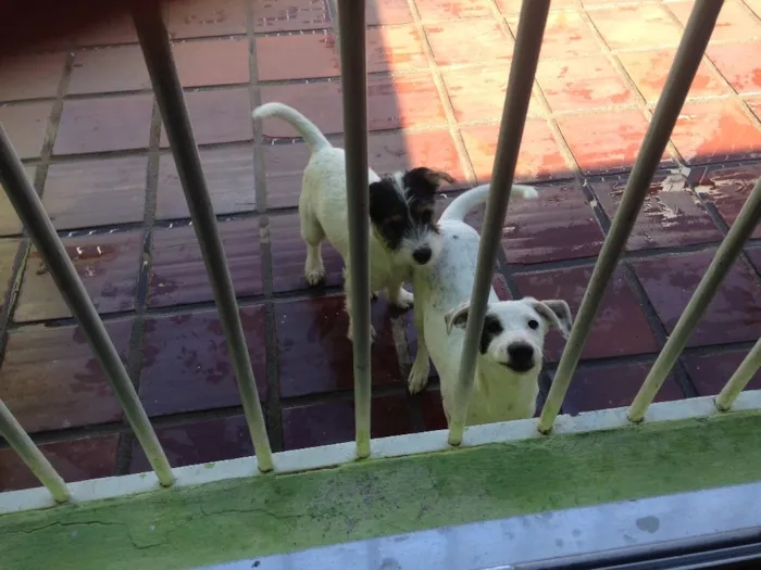 Cachorro ra a Mistura labrador e vira-lata  idade 7 a 11 meses nome Bento e chocolate 