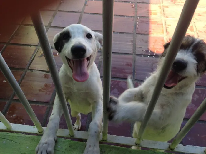 Cachorro ra a Mistura labrador e vira-lata  idade 7 a 11 meses nome Bento e chocolate 