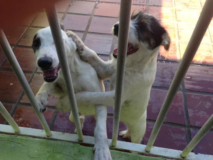 Cachorro ra a Mistura labrador e vira-lata  idade 7 a 11 meses nome Bento e chocolate 