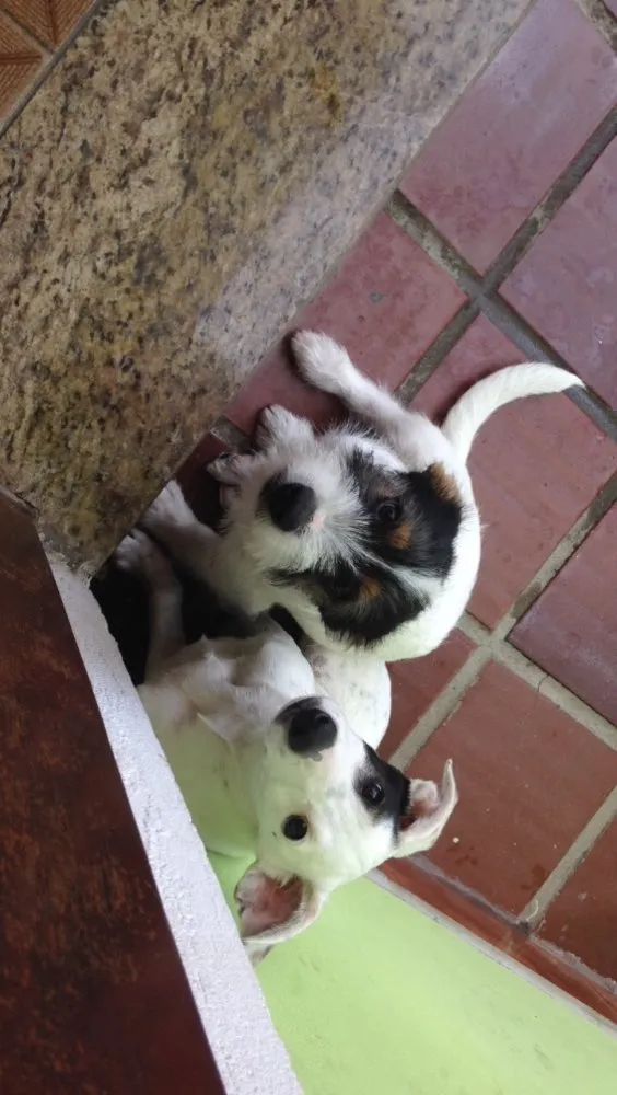Cachorro ra a Mistura labrador e vira-lata  idade 7 a 11 meses nome Bento e chocolate 