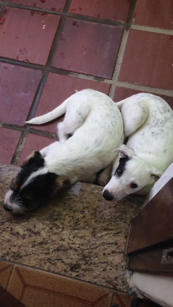 Cachorro ra a Mistura labrador e vira-lata  idade 7 a 11 meses nome Bento e chocolate 