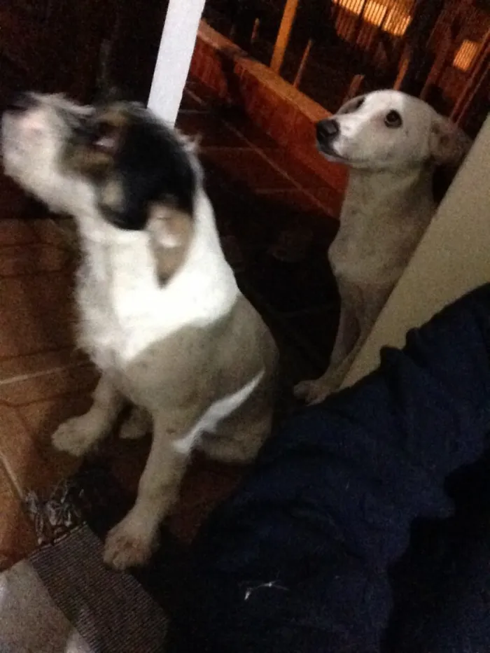 Cachorro ra a Mistura labrador e vira-lata  idade 7 a 11 meses nome Bento e chocolate 