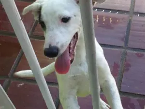 Cachorro raça Mistura labrador e vira-lata  idade 7 a 11 meses nome Bento e chocolate 