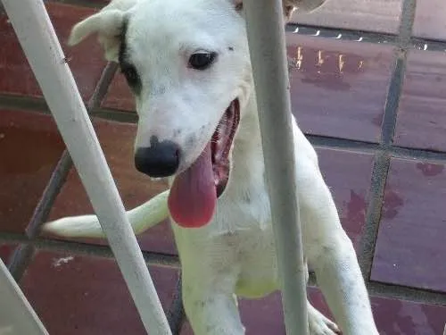 Cachorro ra a Mistura labrador e vira-lata  idade 7 a 11 meses nome Bento e chocolate 