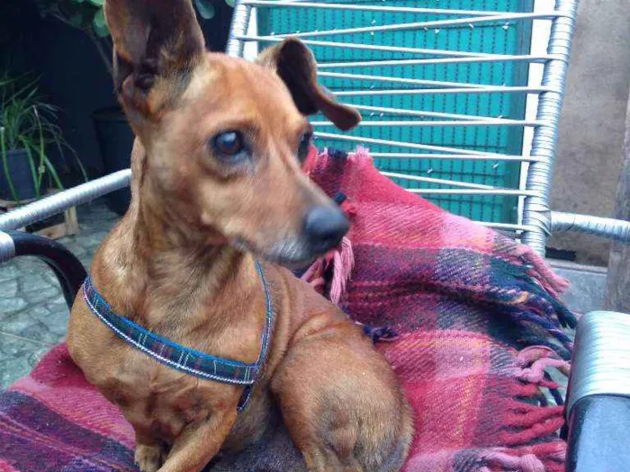 Cachorro ra a Daschund  idade 5 anos nome Nino
