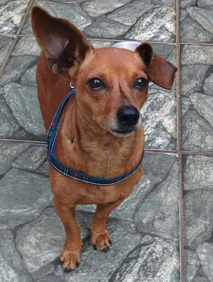 Cachorro ra a Daschund  idade 5 anos nome Nino