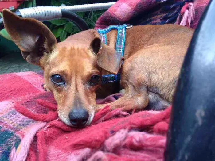 Cachorro ra a Daschund  idade 5 anos nome Nino