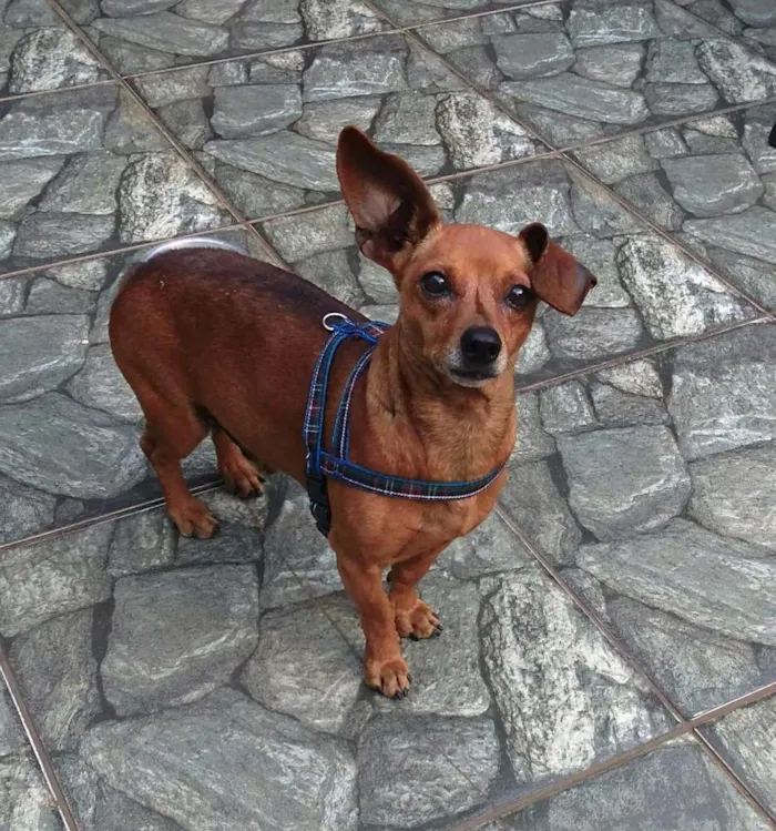 Cachorro ra a Daschund  idade 5 anos nome Nino