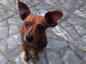 Cachorro raça Daschund  idade 5 anos nome Nino