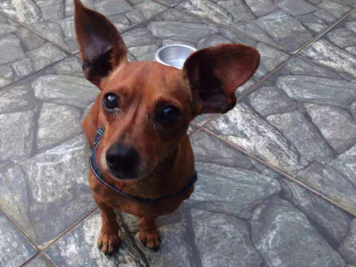 Cachorro ra a Daschund  idade 5 anos nome Nino