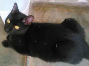 Gato raça srd idade 2 a 6 meses nome Potinho