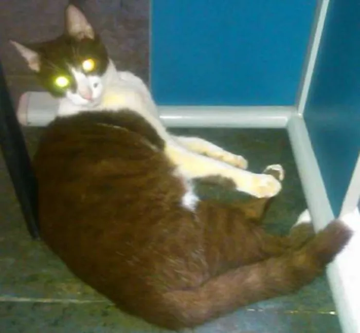 Gato ra a SRD idade 2 a 6 meses nome Capuchino e Potinho