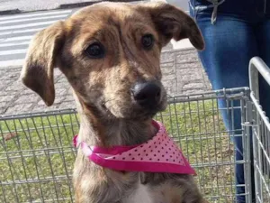 Cachorro raça SRD idade 2 a 6 meses nome Tigrinha