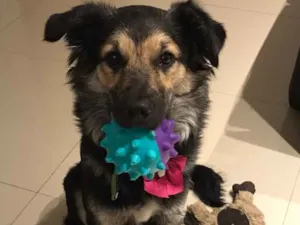 Cachorro raça Sem raça definida  idade 1 ano nome Aysha 