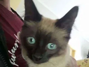 Gato raça Siamês  idade 2 a 6 meses nome Varios