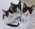 TRÊS IRMÃZINHAS