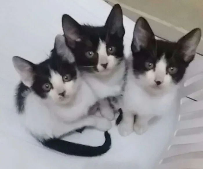 Gato ra a SRD idade 2 a 6 meses nome TRÊS IRMÃZINHAS