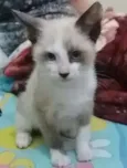 FOFURINHA