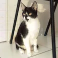 MARGOT