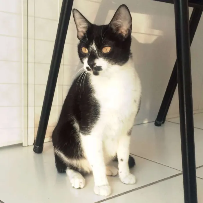 Gato ra a SRD idade 7 a 11 meses nome MARGOT
