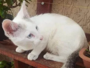 Gato raça SRD idade 2 a 6 meses nome MINGAU