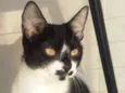 MARGOT