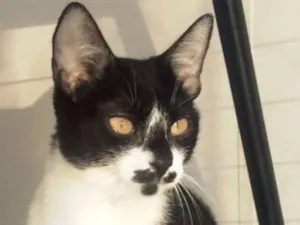 Gato raça SRD idade 7 a 11 meses nome MARGOT