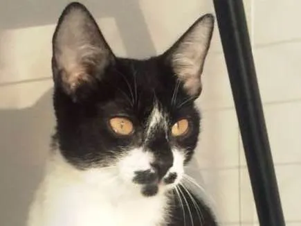 Gato ra a SRD idade 7 a 11 meses nome MARGOT