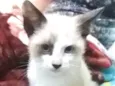 FOFURINHA