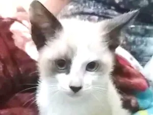 Gato raça MESTIÇA DE SIAMÊS idade 2 a 6 meses nome FOFURINHA