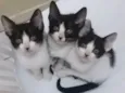 TRÊS IRMÃZINHAS