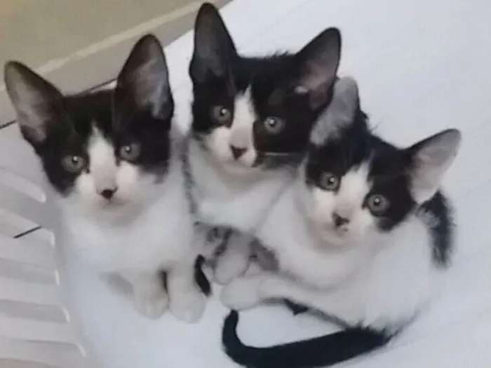 Gato ra a SRD idade 2 a 6 meses nome TRÊS IRMÃZINHAS