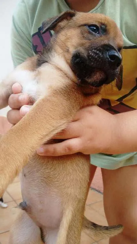 Cachorro ra a SRD idade Abaixo de 2 meses nome Sem nome 