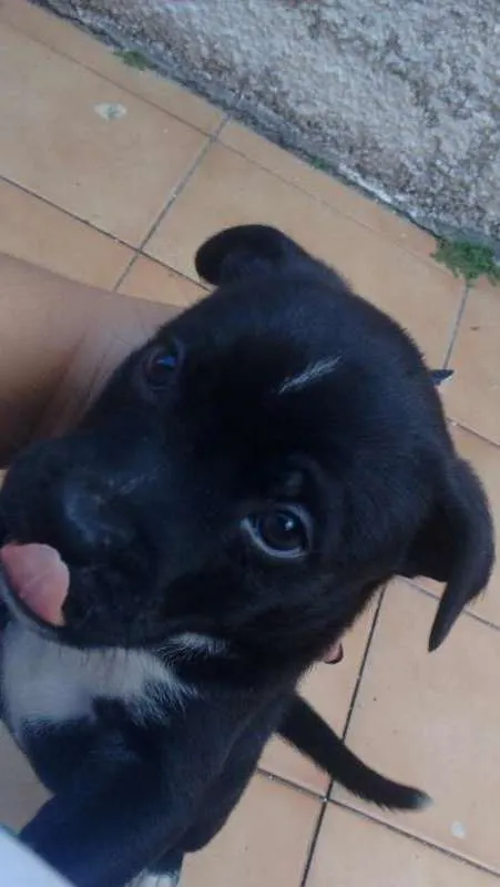 Cachorro ra a SRD idade Abaixo de 2 meses nome Sem nome 