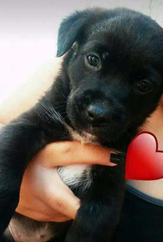 Cachorro ra a SRD idade Abaixo de 2 meses nome Sem nome 