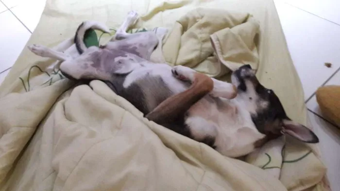 Cachorro raça Vira-lata idade 7 a 11 meses nome Maia