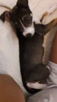 Maia